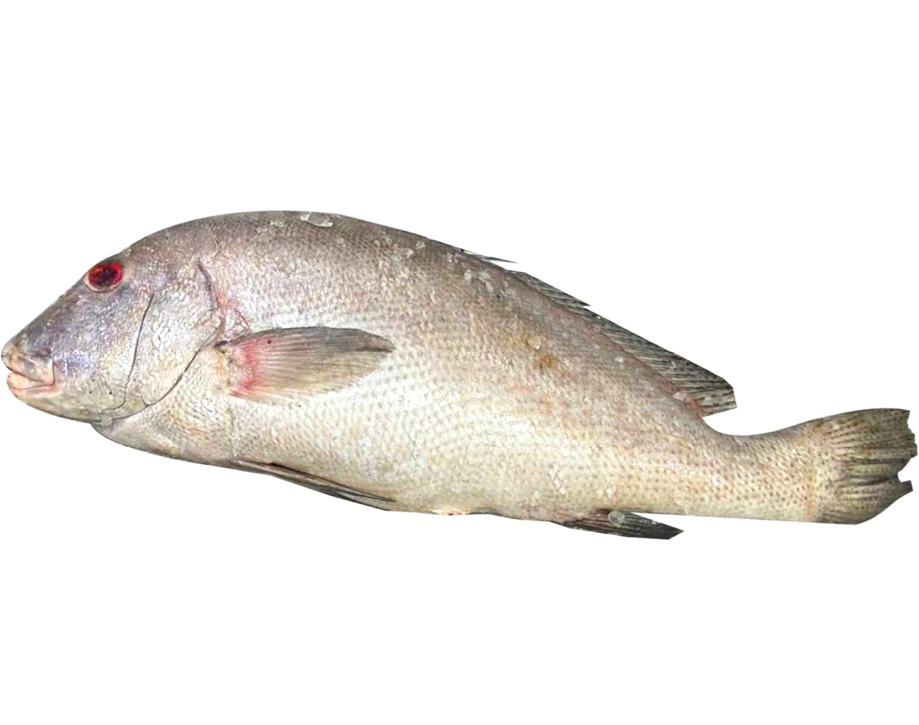 سمك سطف طازج 