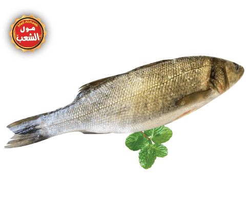 سمك سيباس طازج