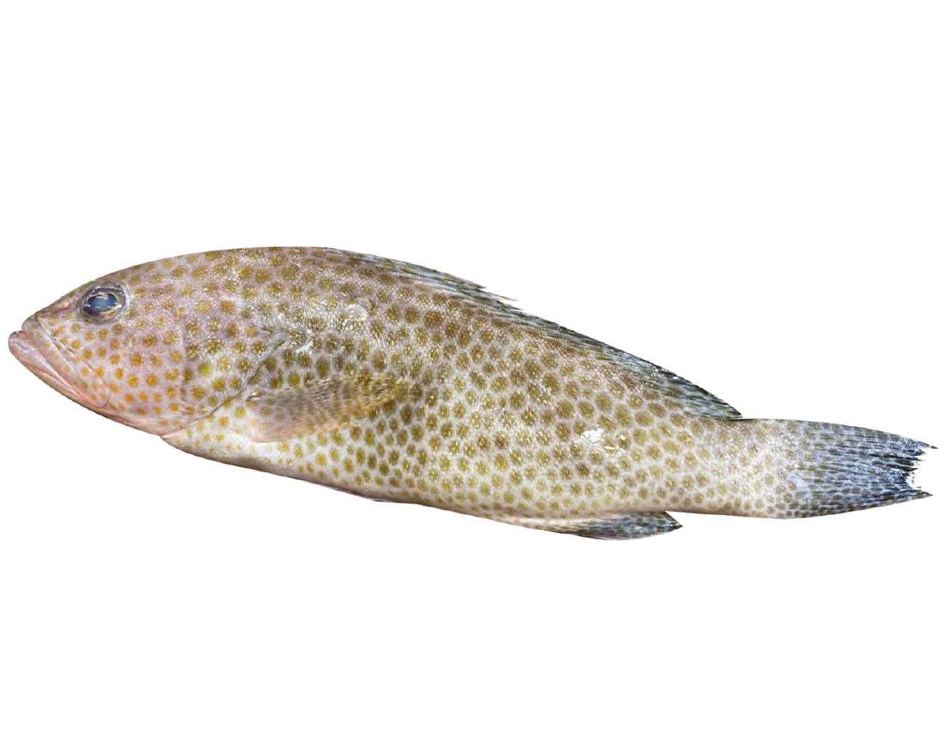 سمك هاور ملص طازج