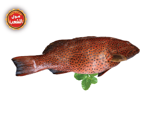 سمك طراد ناجل طازج 